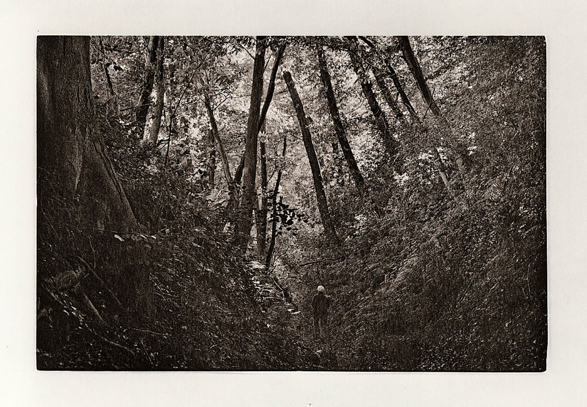 Ian Dykmans "Forêt oubliée, prés de là où elle était, printemps 2004